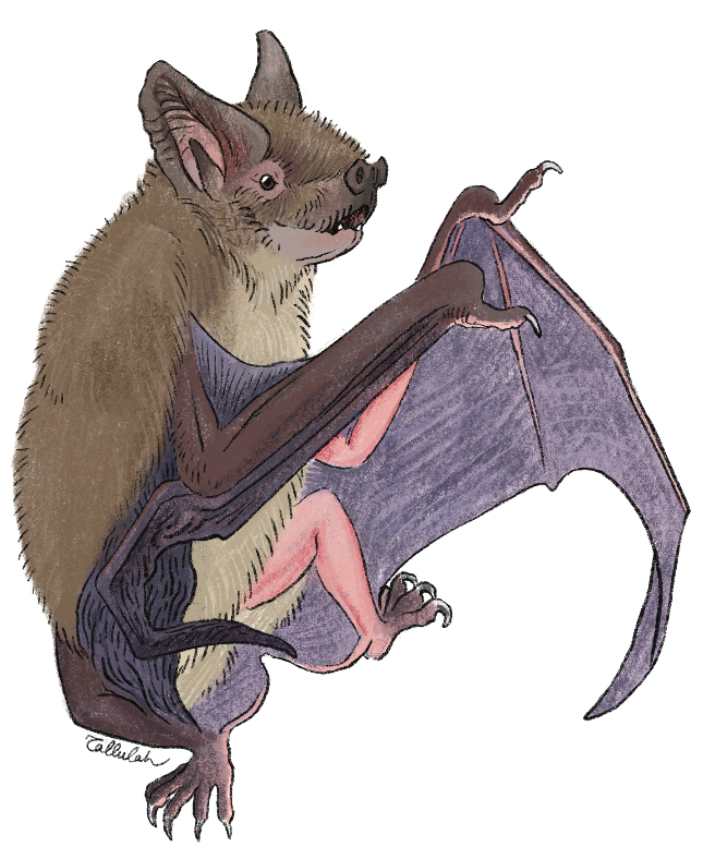 Private Commission of a NZ short tailed bat