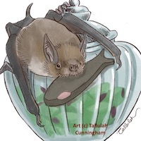 NZ Short Tailed bat, Fejoa gummies and Chocolate Fish