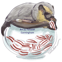 Hoary bat and Humbugs