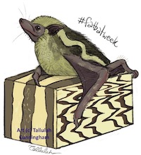 Probiscus bat and Ester Hazy Torte