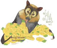 Spectacled flying fox and lolly pineapples