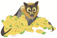 Spectacled flying fox and lolly pineapples