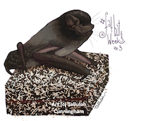 Goulds wattled bat and lamington