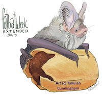 Lesser Long-eared Bat and a Dim Sim