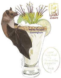 Mexican Longnosed bat and a Coconut Lime Margarita