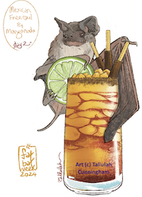 Mexican Freetail bat and Mangonada