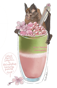 Japanese little horseshoe bat and Sakura Matcha Latte