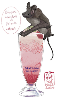 Lesser mouse-tailed  bat with Falooda