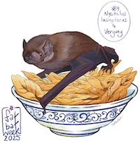 Greater Noctule with Ukrainian verguny