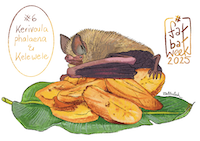 Spurrell's woolly bat and Kelewele, or fried plantain