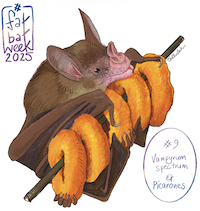 Specter Bat and Peruvian Picarones